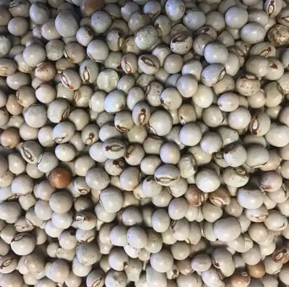 Soybean for sell.