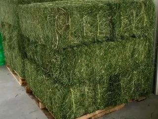 Alfalfa hay for sell