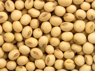 Soybean for sell.