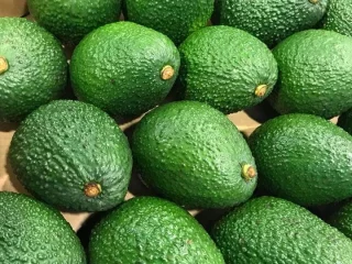 Fresh Avocados for sell