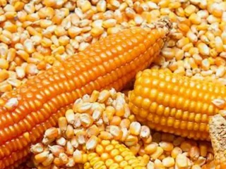 Yellow Maize for sell.