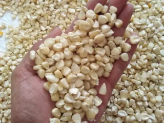 White Maize/Corn for sell